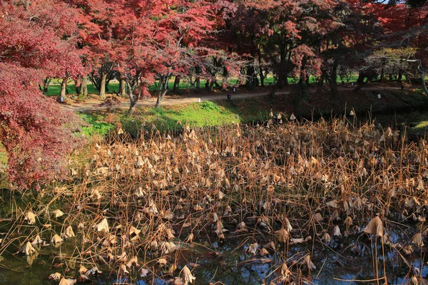 Daikakuji Fall Season Kyoto — Stock Photo, Image