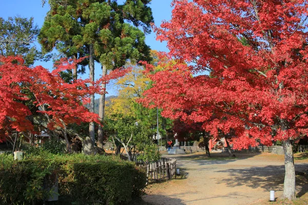 Daikaku Kyoto Japan Осень — стоковое фото