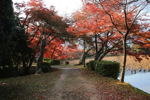 Daikaku Kyoto Japan Herbstsaison — Stockfoto