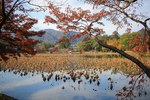 Daikakuji Saison Automne Kyoto — Photo