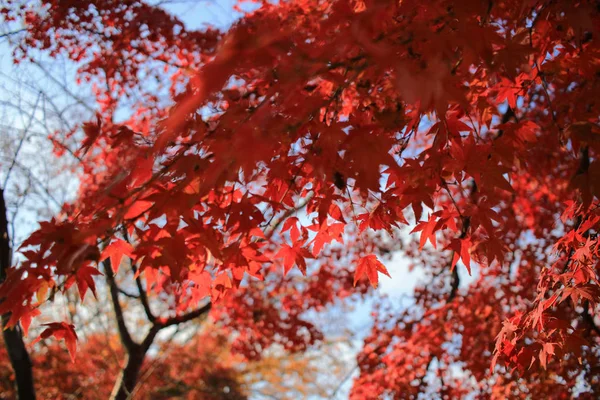 red japanese maple autumn fall