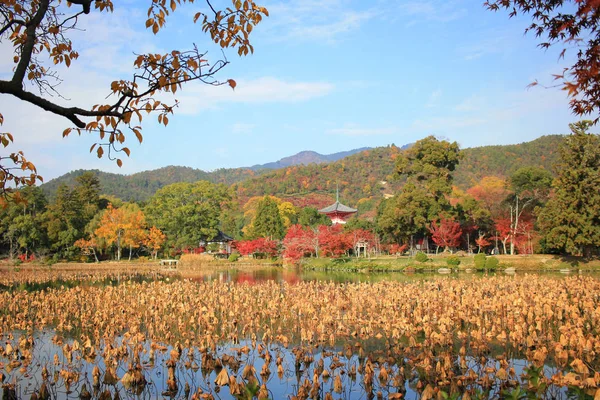 Daikakuji Saison Automne Kyoto — Photo