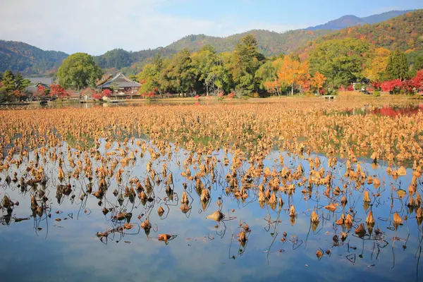 Daikakuji Saison Automne Kyoto — Photo