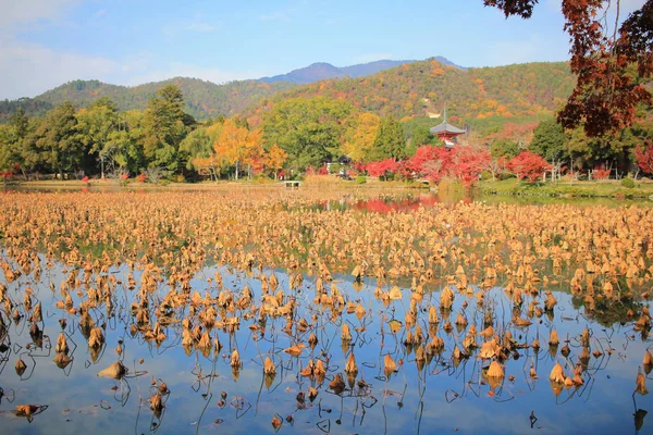 Daikakuji Saison Automne Kyoto — Photo