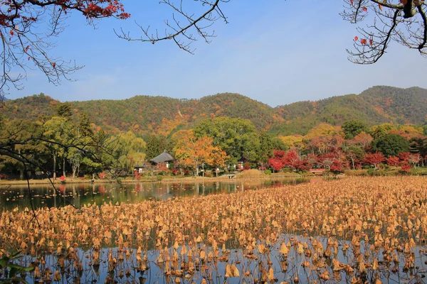 Daikakuji Saison Automne Kyoto — Photo