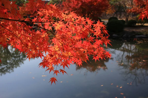 full red leaves in japan garden at Kyoto, japan