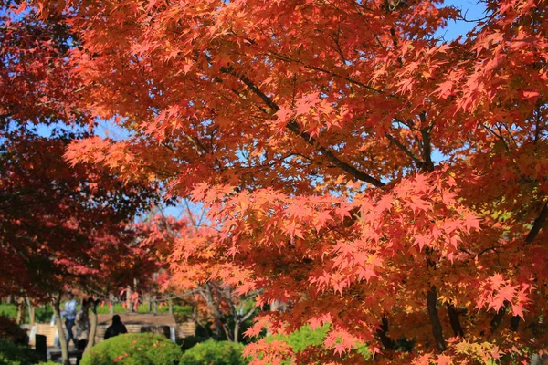 red japanese maple autumn fall