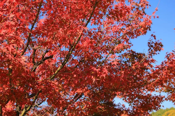 full red leaves in japan garden at Kyoto, japan