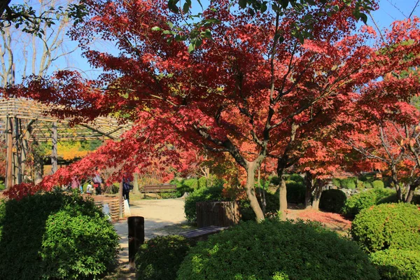 庭の京都東寺 — ストック写真