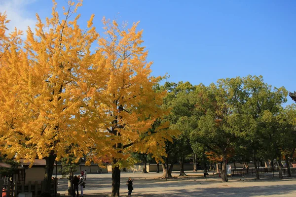 Jardín Del Templo Kyoto — Foto de Stock