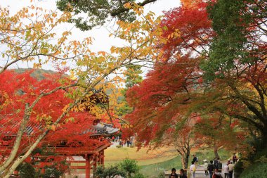 Byodo Bahçe tapınağın Kyoto, Japonya