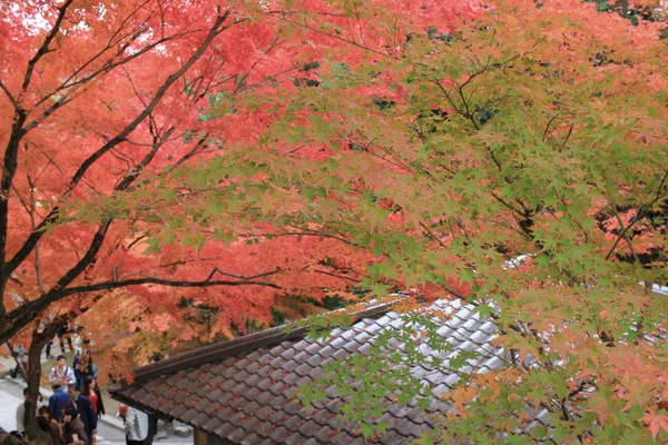全红色的树叶 在京都的日本花园日本 — 图库照片