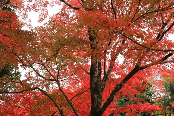 Volle Rote Blätter Japanischen Garten Bei Kyoto Japan — Stockfoto