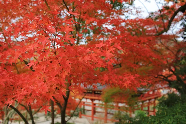 Volle Rote Blätter Japanischen Garten Bei Kyoto Japan — Stockfoto