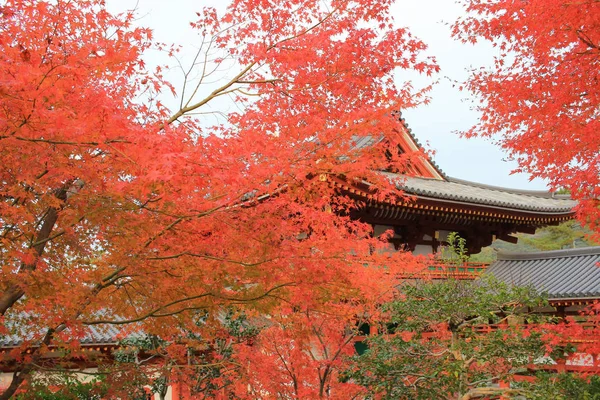 Full Red Leaves Japan Garden Kyoto Japan — Stock Photo, Image