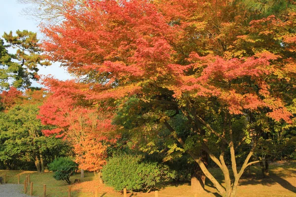 Full Red Leaves Japan Garden Kyoto Japan — Stock Photo, Image