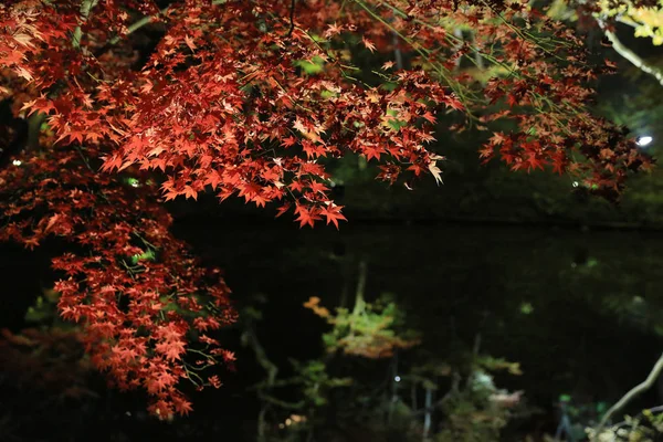 Осінній Сезон Кодайдзі Ніч — стокове фото