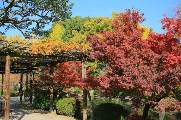 Jardín Del Templo Kyoto — Foto de Stock