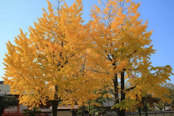 Дерево Желтыми Листьями Дневным Небом — стоковое фото