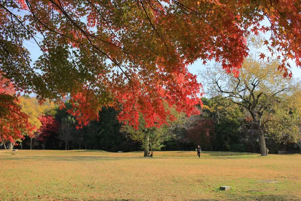 Сад Дайкаку-дзи, Киото — стоковое фото