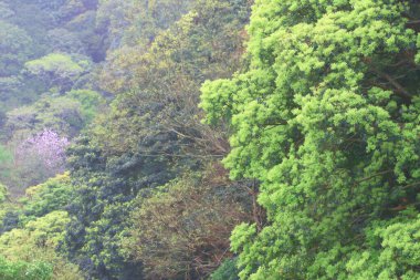 Hong Kong bahar zamanı doğa teması 