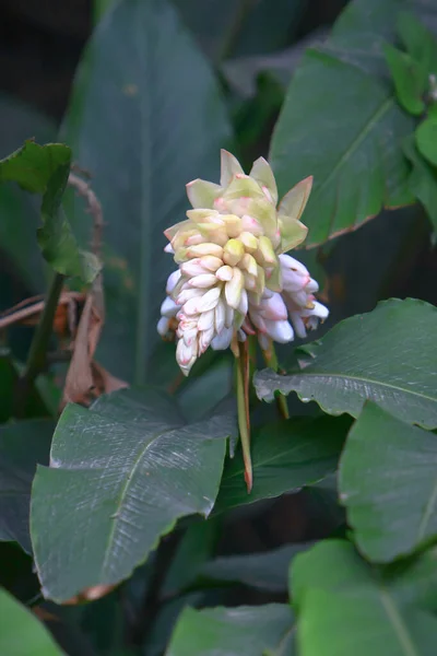 Tema de la naturaleza en Hong Kong primavera — Foto de Stock