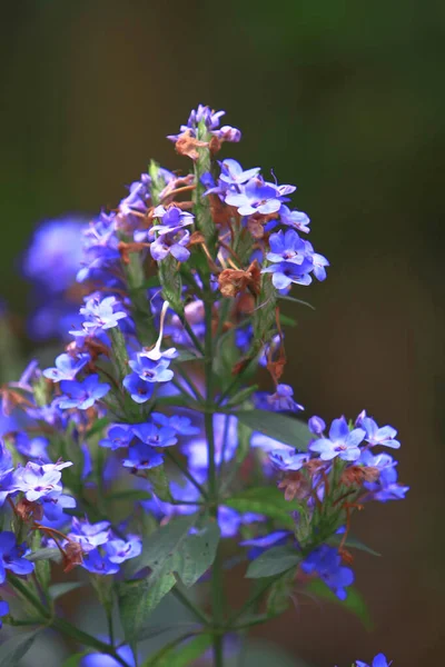 Thème de la nature à hong kong printemps — Photo