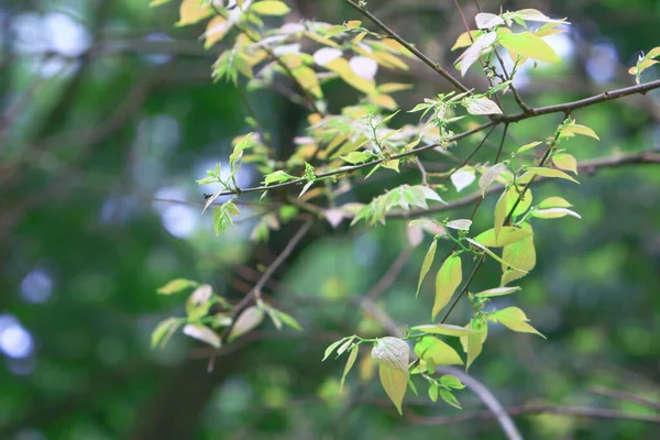 Tema da natureza em hong kong tempo de primavera — Fotografia de Stock