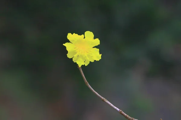 Tema da natureza em hong kong tempo de primavera — Fotografia de Stock