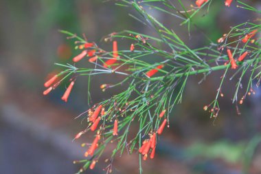Hong Kong bahar zamanı doğa teması 