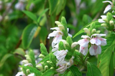 Hong Kong bahar zamanı doğa teması 