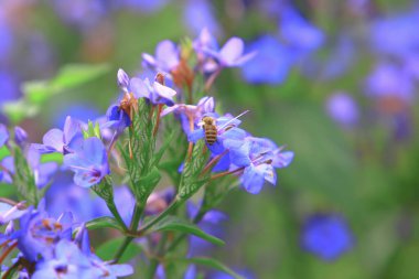 Hong Kong bahar zamanı doğa teması 