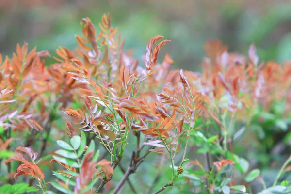 Natur tema på hong kong våren tid — Stockfoto