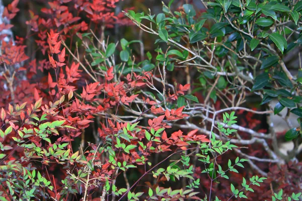 Thema Natur zur Frühlingszeit in Hongkong — Stockfoto