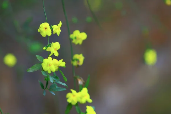 nature theme at hong kong spring time