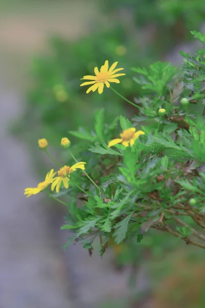 Tema da natureza em hong kong tempo de primavera — Fotografia de Stock