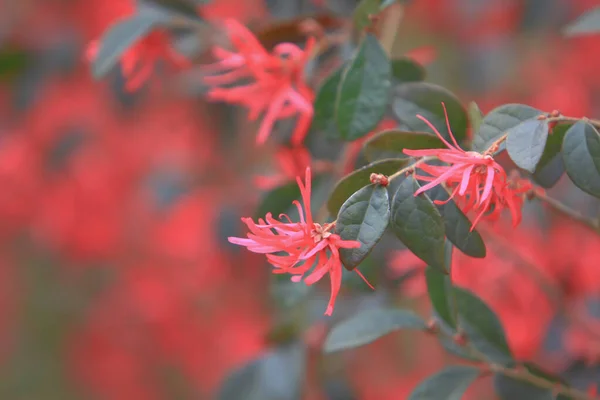 nature theme at hong kong spring time