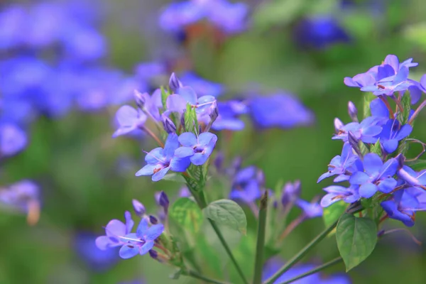 Nature theme at hong kong spring time — Stock Photo, Image