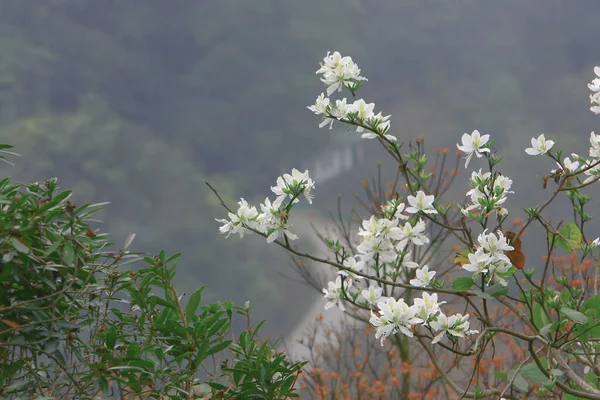 nature theme at hong kong spring time