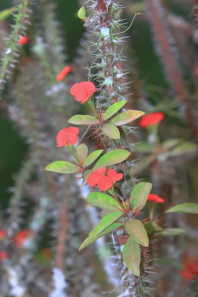 Thema Natur zur Frühlingszeit in Hongkong — Stockfoto