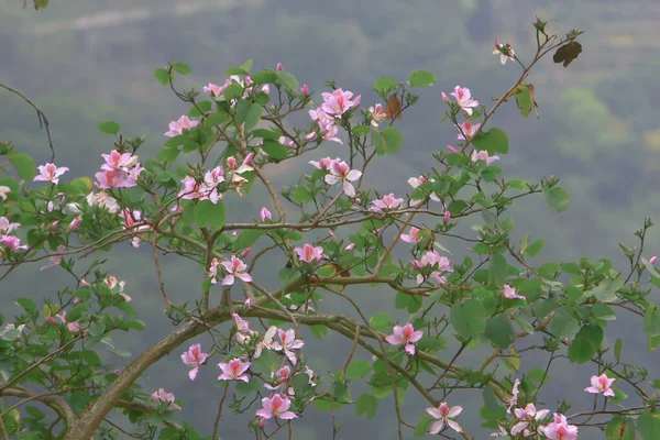 Thème de la nature à hong kong printemps — Photo