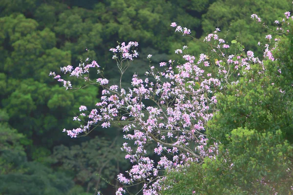 Tema da natureza em hong kong tempo de primavera — Fotografia de Stock