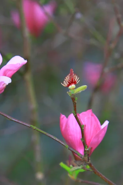 Tema da natureza em hong kong tempo de primavera — Fotografia de Stock