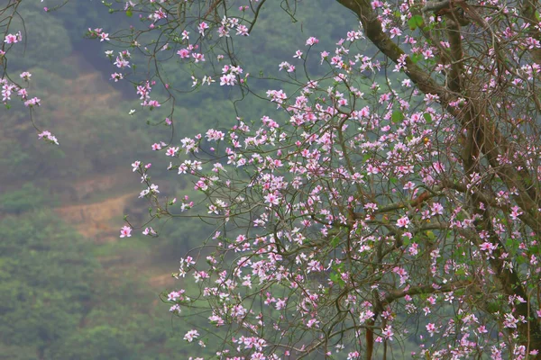 Bauhinia purpurea Lin Árvore de orquídea roxa Hong Kong — Fotografia de Stock