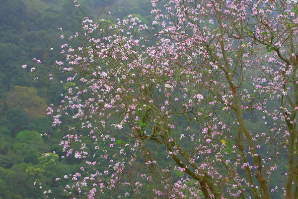 Bauhinia purpurea Lin Purpurowe Drzewo Orchidei Hongkong — Zdjęcie stockowe