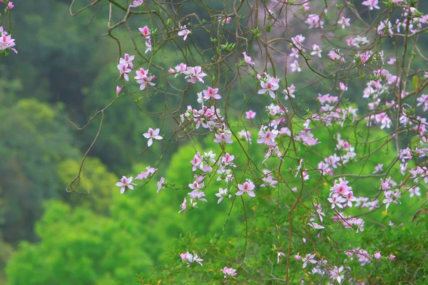 Bauhinia purpurea lin lila Orchideenbaum hong kong — Stockfoto