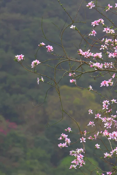 Bauhinia purpurea Lin Árvore de orquídea roxa Hong Kong — Fotografia de Stock