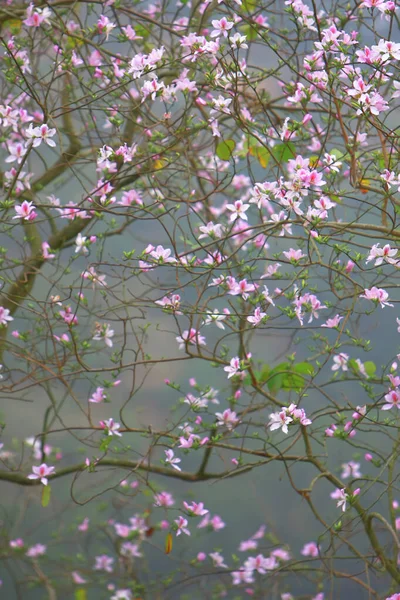 Bauhinia purpurea Lin Purple Orchid Tree Hong Kong — Stock Photo, Image