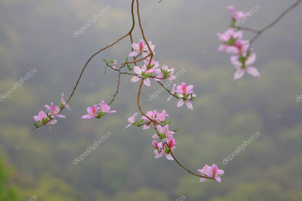 Semi Purple Orchid Tree (Bauhinia Purpurea) 10 Semi - Foto 9