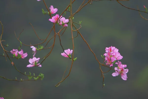 Bauhinia purpurea Lin Purpurowe Drzewo Orchidei Hongkong — Zdjęcie stockowe